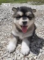 Elyse, a female Alaskan Malamute for sale in Crivitz, WI – 4 of 6