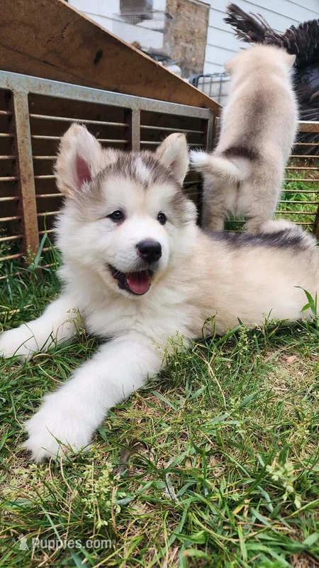 Rugar – Alaskan Malamute puppy for sale in Crivitz, WI