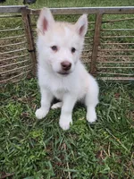 Colt, a male Alaskan Malamute for sale in Crivitz, WI – 3 of 4