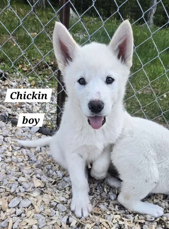 Chickin – Alaskan Malamute puppy for sale in Crivitz, WI