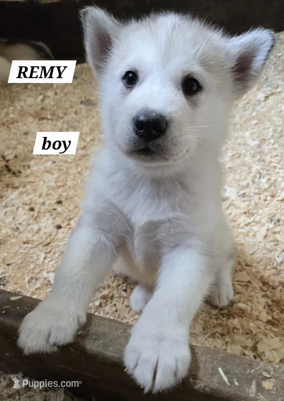 Remy – Alaskan Malamute puppy for sale in Crivitz, WI