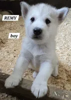 Remy, a male Alaskan Malamute for sale in Crivitz, WI – 1 of 2