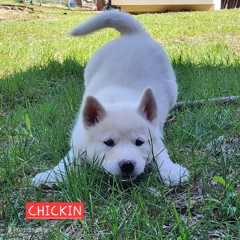 Chickin – Alaskan Malamute puppy for sale in Crivitz, WI
