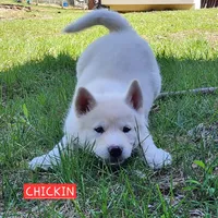 Chickin, a male Alaskan Malamute for sale in Crivitz, WI – 4 of 4