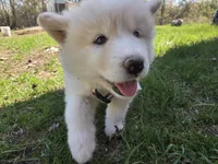 Coconut, a female Alaskan Malamute for sale in Crivitz, WI – 2 of 5