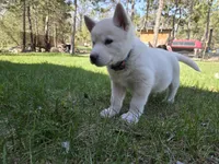 Marshmallow , a female Alaskan Malamute for sale in Crivitz, WI – 5 of 5