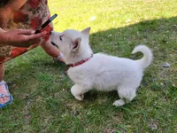 Snowcone, a female Alaskan Malamute for sale in Crivitz, WI – 4 of 5