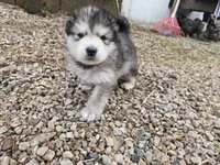 THATCHER , a male Alaskan Malamute for sale in Crivitz, WI – 7 of 7