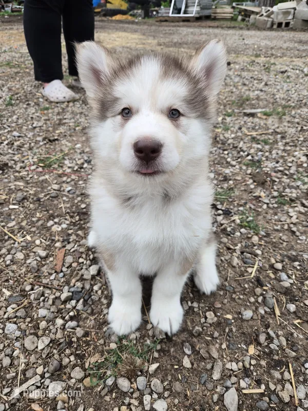 Estella – Alaskan Malamute puppy for sale in Crivitz, WI