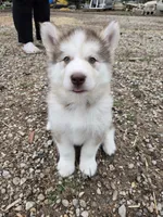 Estella, a female Alaskan Malamute for sale in Crivitz, WI – 1 of 2