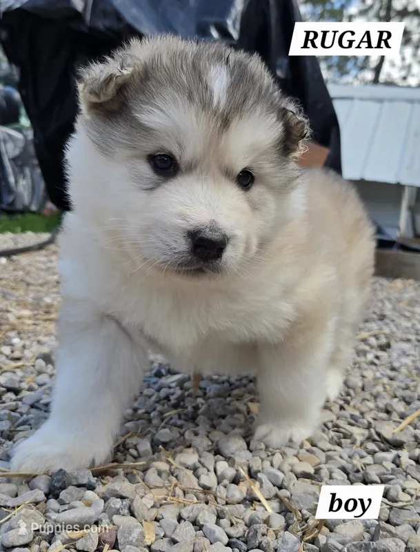 Rugar – Alaskan Malamute puppy for sale in Crivitz, WI