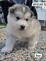 Rugar, a male Alaskan Malamute for sale in Crivitz, WI – 1 of 1