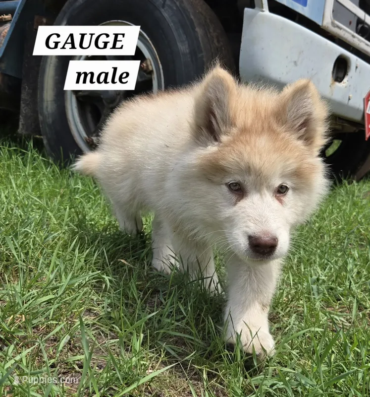 Gauge – Alaskan Malamute puppy for sale in Crivitz, WI