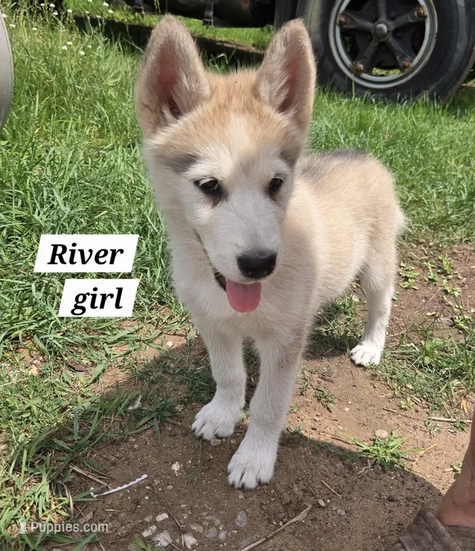 River – Alaskan Malamute puppy for sale in Crivitz, WI
