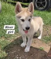 River, a female Alaskan Malamute for sale in Crivitz, WI – 1 of 5