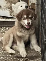 Rownan, a male Alaskan Malamute for sale in Crivitz, WI – 5 of 5