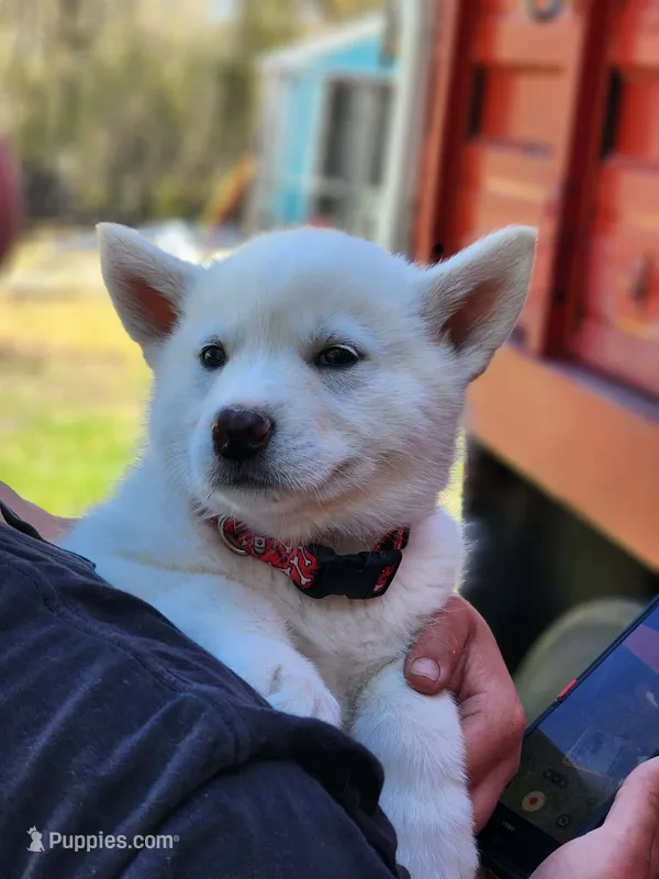 Snowcone – Alaskan Malamute puppy for sale in Crivitz, WI