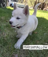 Marshmallow , a female Alaskan Malamute for sale in Crivitz, WI – 2 of 5