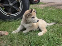 Thatcher , a male Alaskan Malamute for sale in Crivitz, WI – 4 of 5