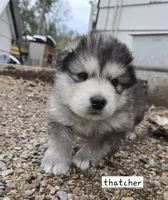 THATCHER , a male Alaskan Malamute for sale in Crivitz, WI – 2 of 7