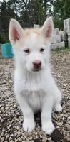Birdie, a female Alaskan Malamute for sale in Crivitz, WI – 2 of 3