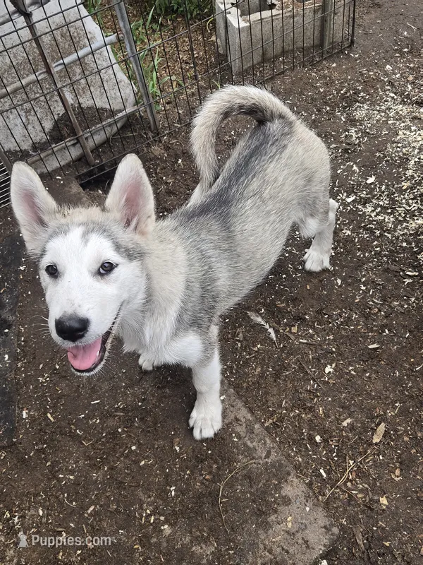 River – Alaskan Malamute puppy for sale in Crivitz, WI