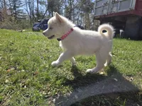 Sugar, a female Alaskan Malamute for sale in Crivitz, WI – 6 of 6