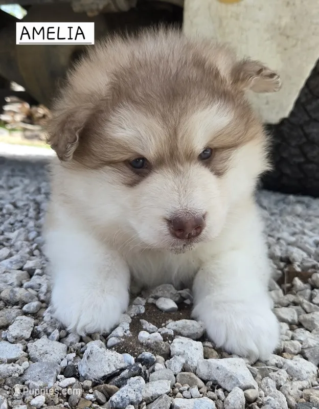 Amelia  – Alaskan Malamute puppy for sale in Crivitz, WI