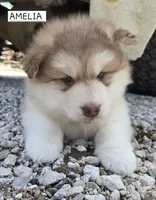 Amelia , a female Alaskan Malamute for sale in Crivitz, WI – 3 of 5