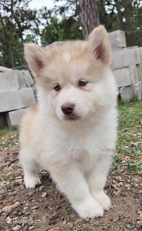 Gauge – Alaskan Malamute puppy for sale in Crivitz, WI
