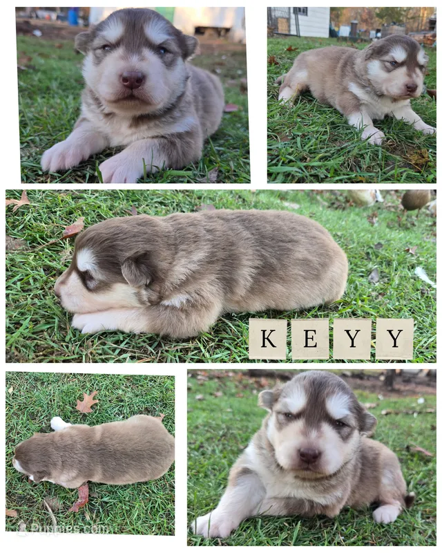 Keyy – Alaskan Malamute puppy for sale in Crivitz, WI