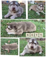 Keyy, a male Alaskan Malamute for sale in Crivitz, WI – 1 of 2