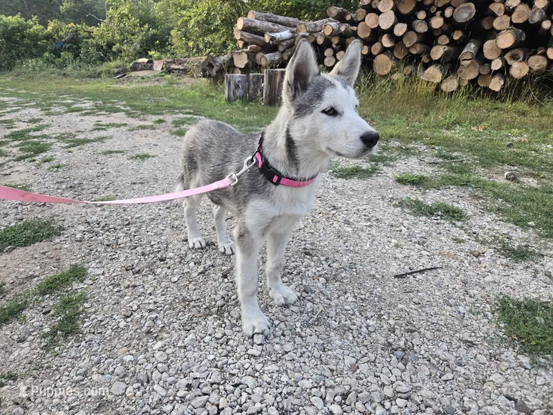 River – Alaskan Malamute puppy for sale in Crivitz, WI