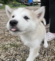 River, a female Alaskan Malamute for sale in Crivitz, WI – 3 of 4