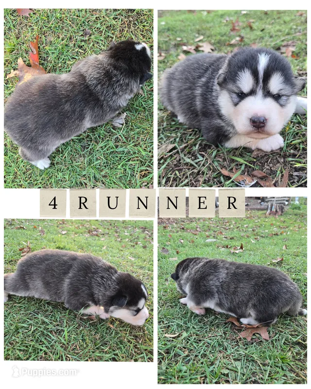 4runner – Alaskan Malamute puppy for sale in Crivitz, WI
