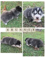 4runner, a male Alaskan Malamute for sale in Crivitz, WI – 1 of 2