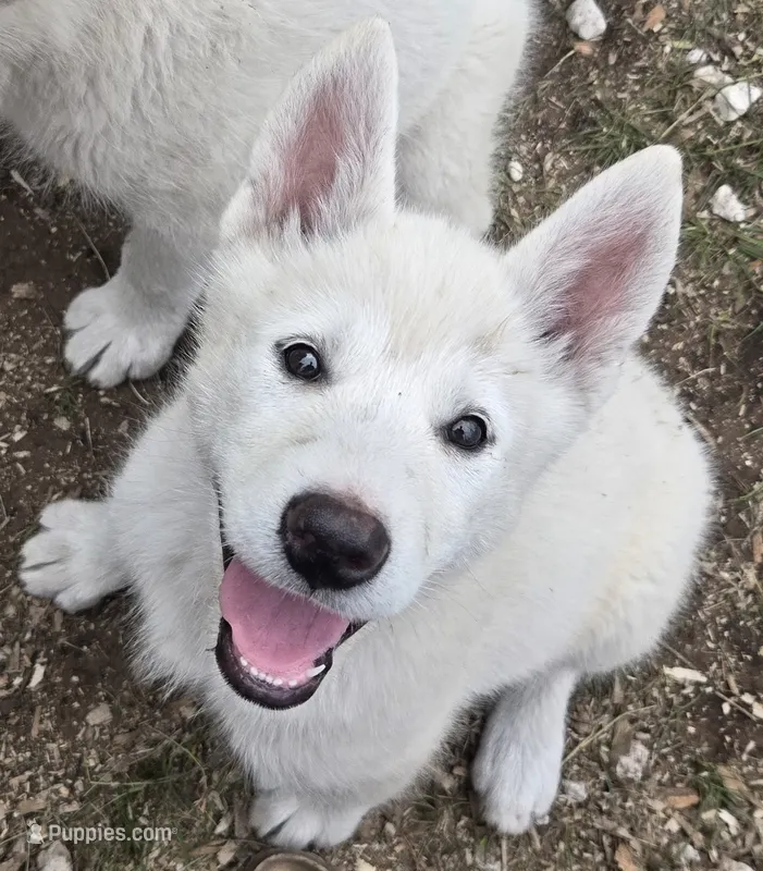 Marshmallow  – Alaskan Malamute puppy for sale in Crivitz, WI