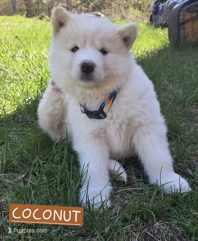 Coconut – Alaskan Malamute puppy for sale in Crivitz, WI