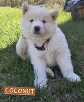 Coconut, a female Alaskan Malamute for sale in Crivitz, WI – 1 of 5