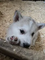 Remy, a male Alaskan Malamute for sale in Crivitz, WI – 2 of 2