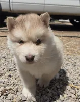 Gauge, a male Alaskan Malamute for sale in Crivitz, WI – 2 of 2