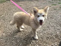 Naomi , a female Alaskan Malamute for sale in Crivitz, WI – 3 of 4