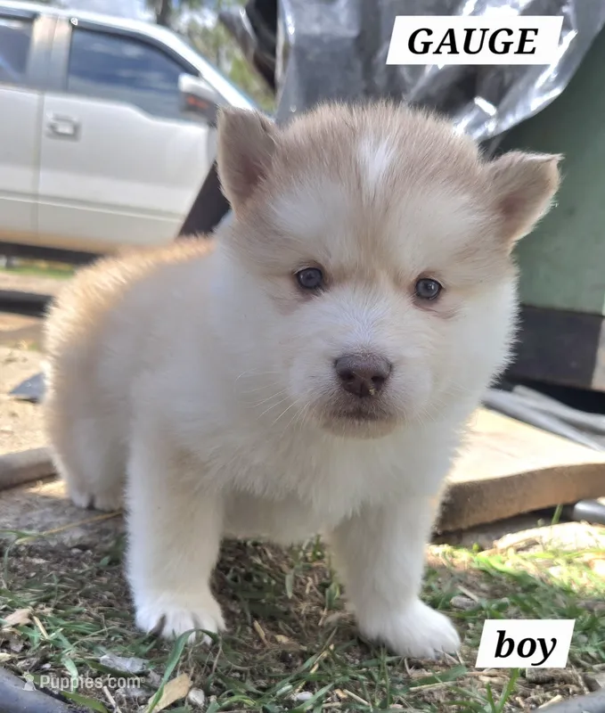 Gauge – Alaskan Malamute puppy for sale in Crivitz, WI