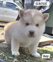 Gauge, a male Alaskan Malamute for sale in Crivitz, WI – 1 of 2