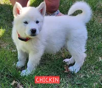 Chickin, a male Alaskan Malamute for sale in Crivitz, WI – 3 of 4