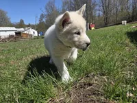 Marshmallow , a female Alaskan Malamute for sale in Crivitz, WI – 4 of 5