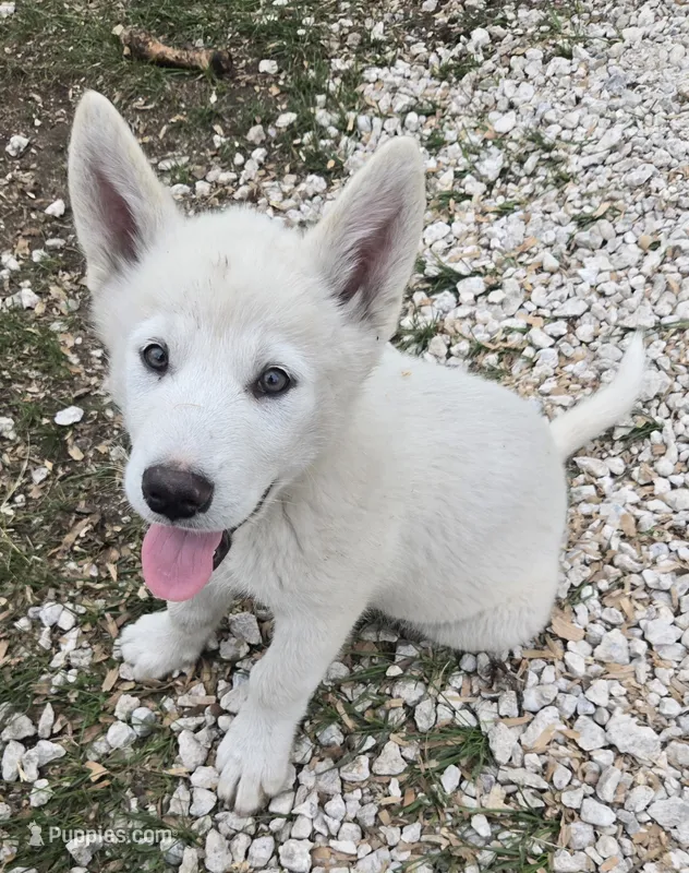 Chickin – Alaskan Malamute puppy for sale in Crivitz, WI