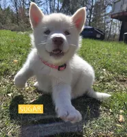 Sugar, a female Alaskan Malamute for sale in Crivitz, WI – 4 of 6