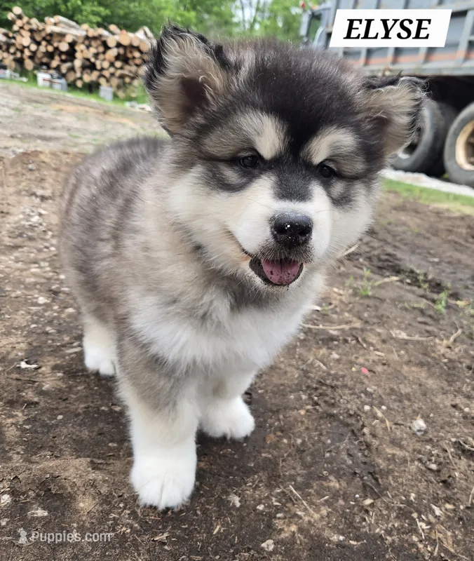 Elyse – Alaskan Malamute puppy for sale in Crivitz, WI