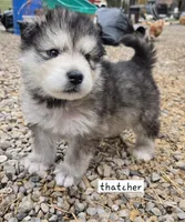 THATCHER , a male Alaskan Malamute for sale in Crivitz, WI – 5 of 7